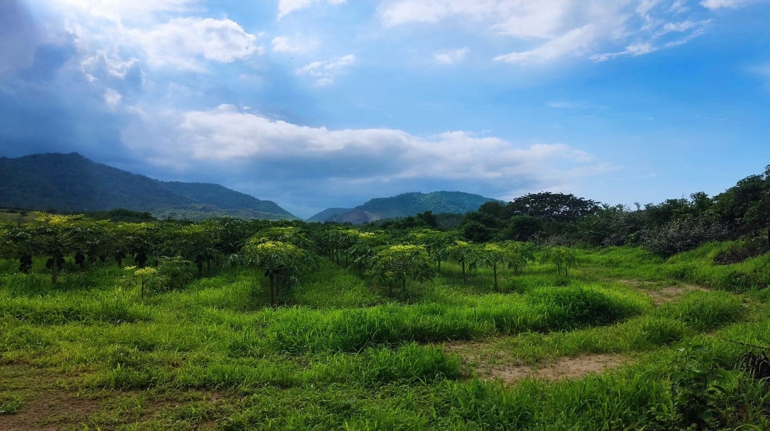 Venta de Finca 7.4 hectáreas en Portoviejo, Manabí - 4