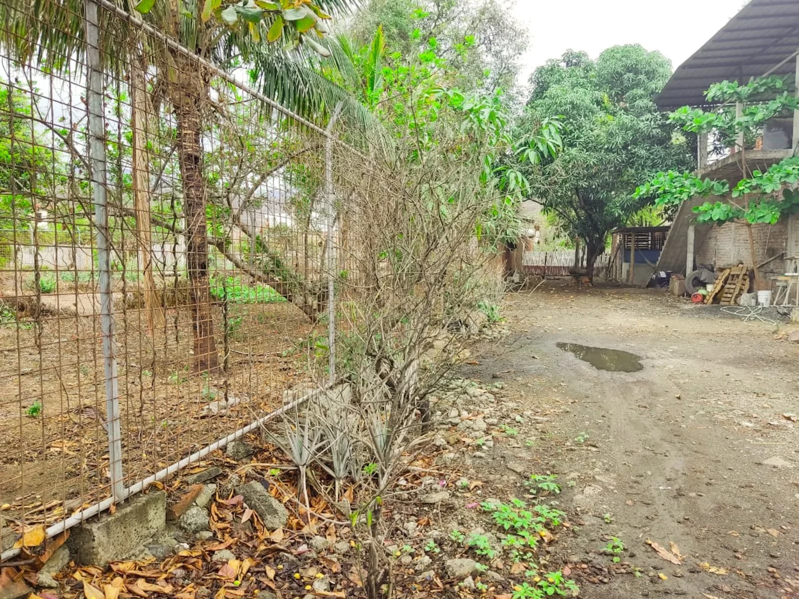 Terreno en venta de 2000 mts2 con casa 3 habitaciones y local Portoviejo, Manabi - 3