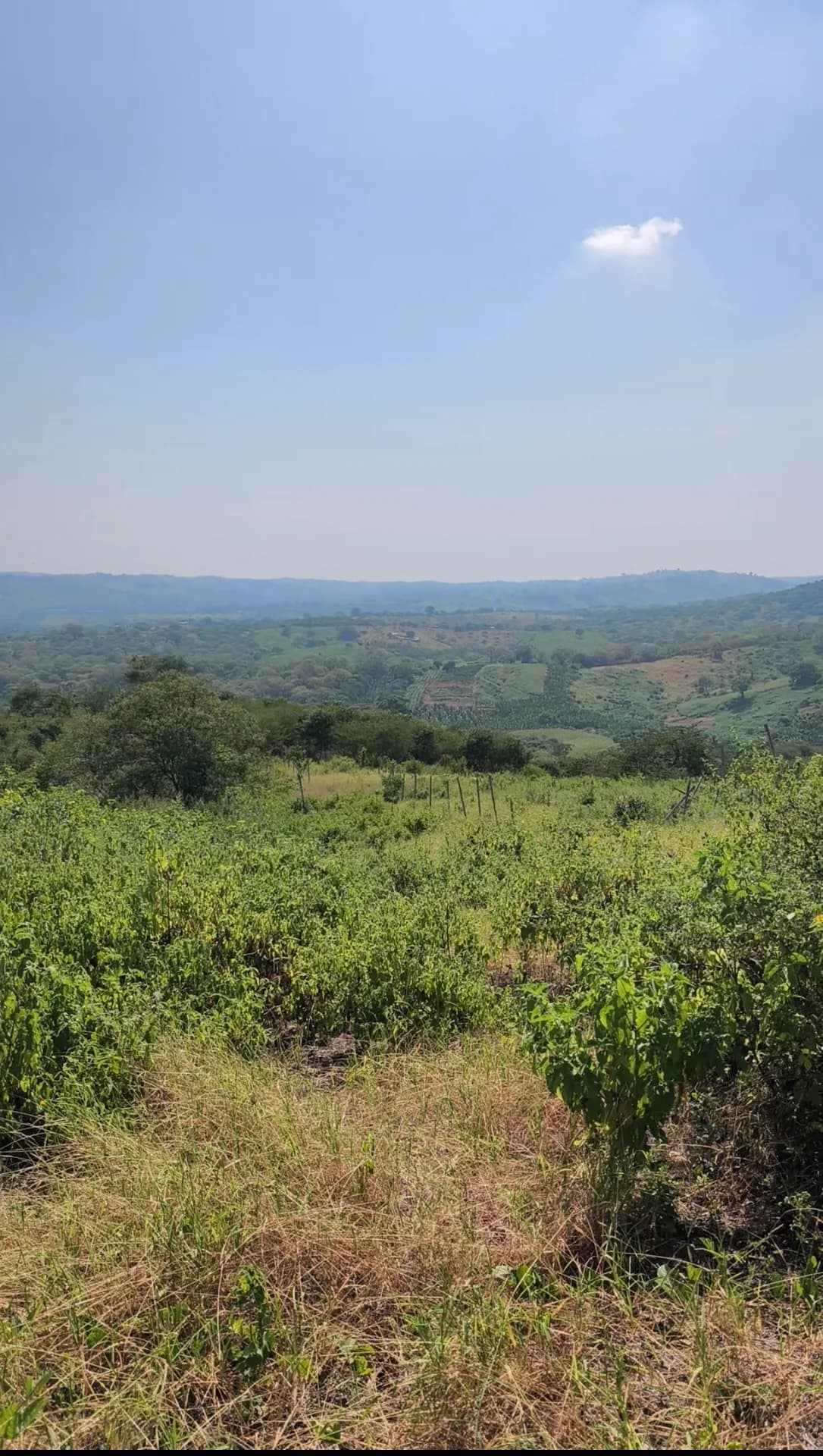 Finca en venta de 15 hectareas en Rocafuerte Manabi - 4