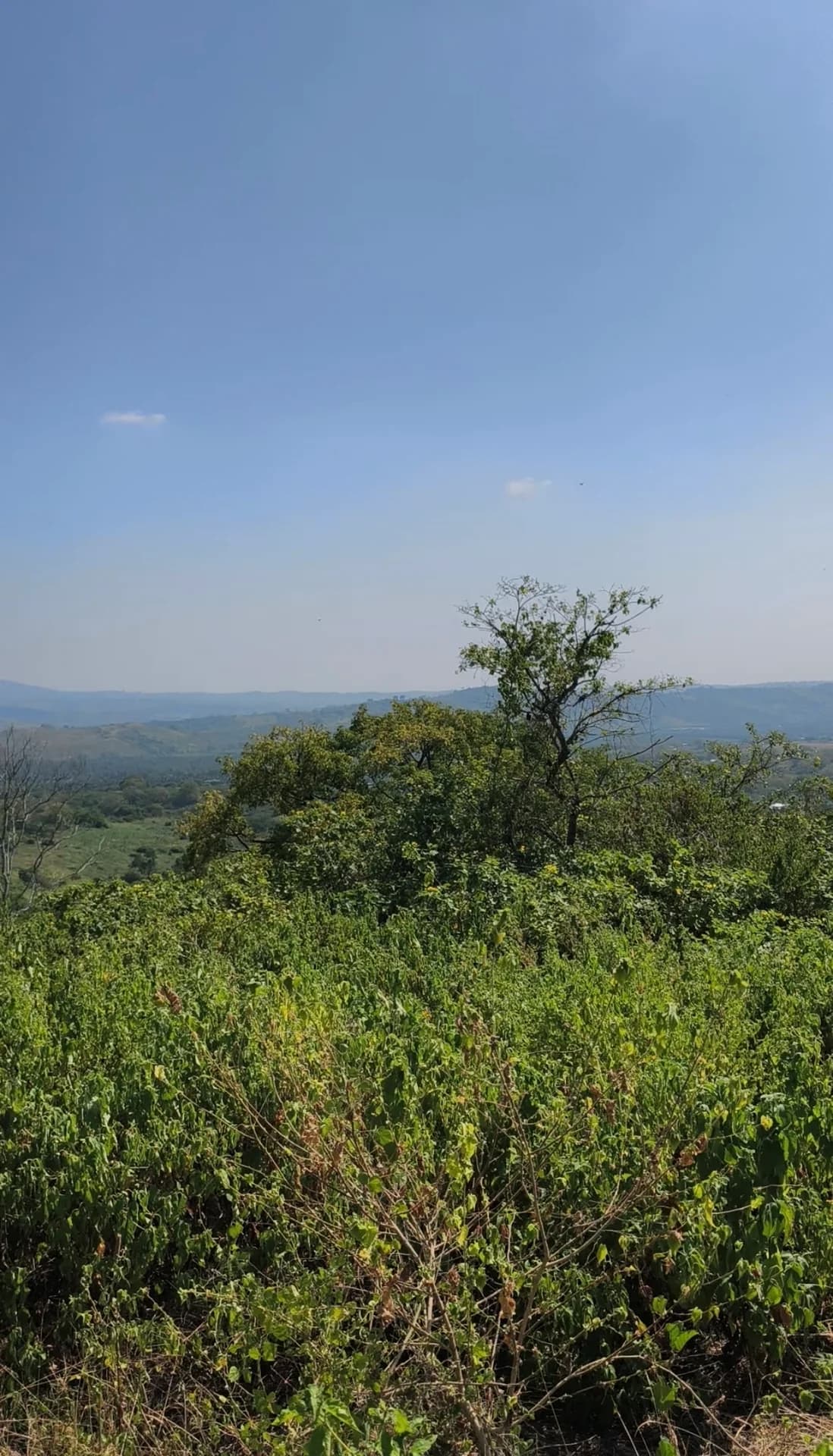 Finca en venta de 15 hectareas en Rocafuerte Manabi - 5