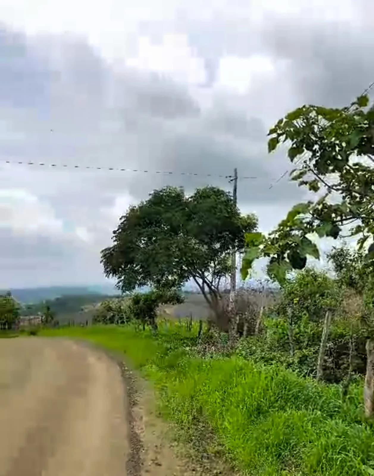 Finca en Venta 30 hectáreas Manabí Chone - 2