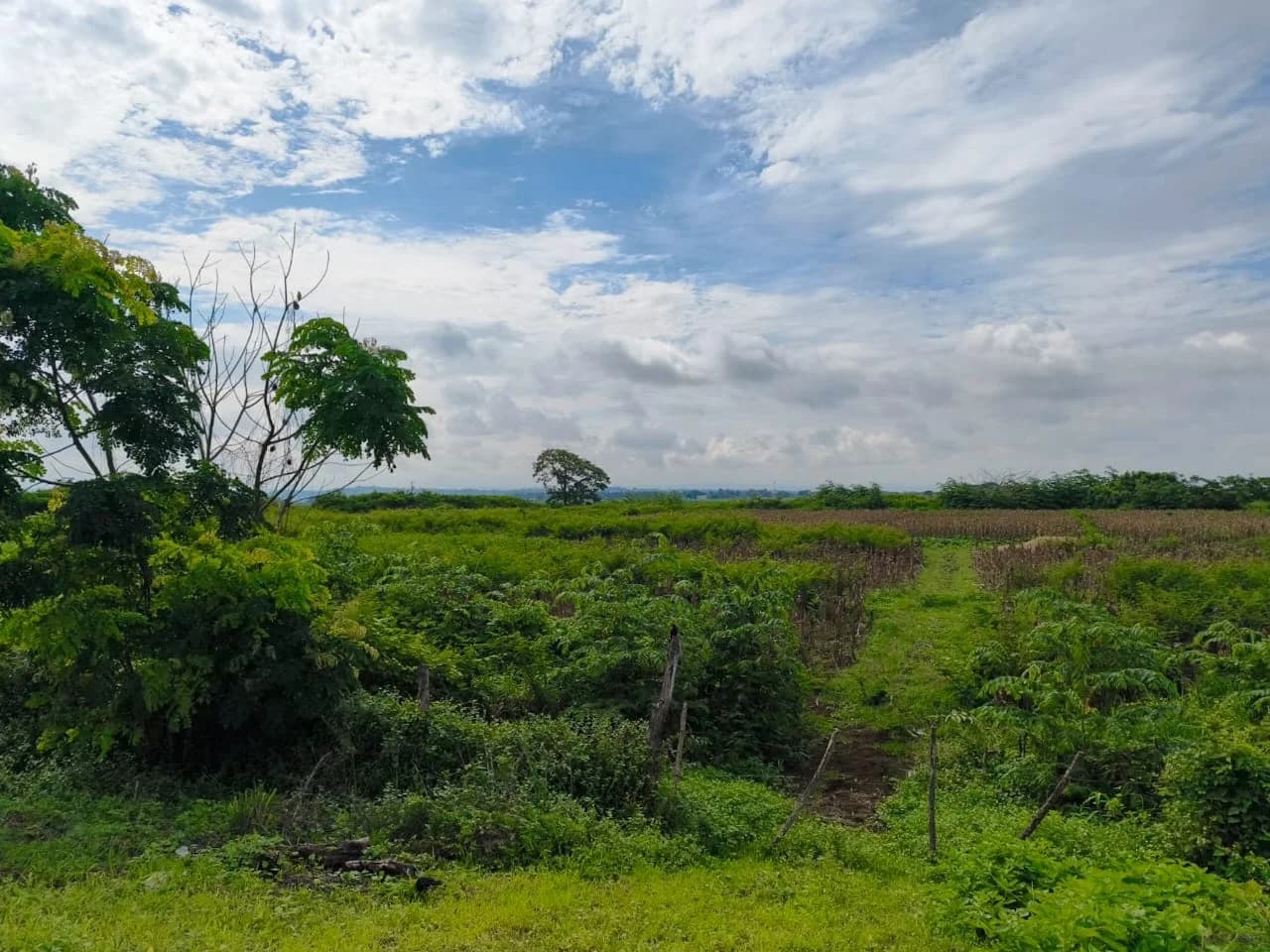 Finca en Venta 30 hectáreas Manabí Chone - Principal
